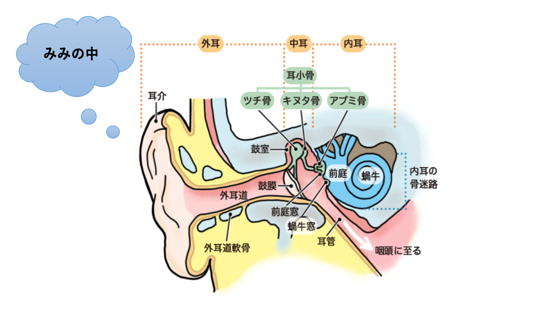 耳の解剖図